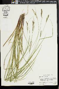 Carex virescens image