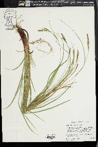 Carex virescens image