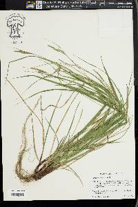 Carex virescens image