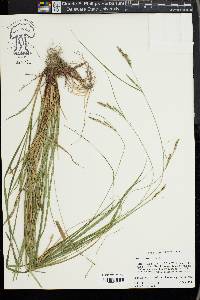 Carex virescens image