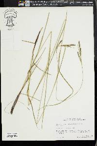 Carex virescens image