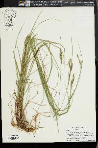 Carex virescens image