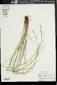 Carex virescens image