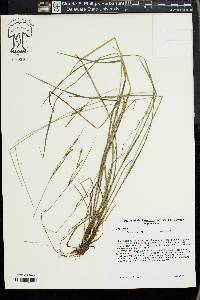 Carex virescens image