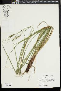 Carex virescens image