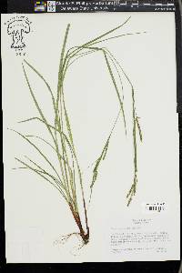 Carex virescens image