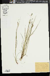 Carex virescens image