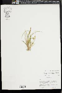 Carex viridula image