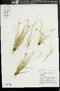 Carex viridula image