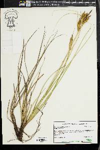 Carex wahuensis image