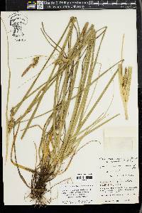 Carex wahuensis image