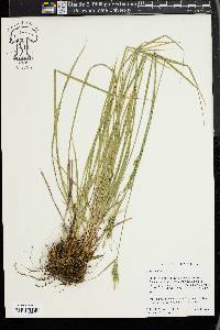 Carex whitneyi image