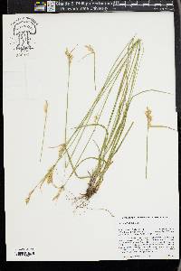 Carex whitneyi image