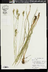 Carex whitneyi image