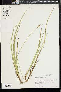 Carex wiegandii image