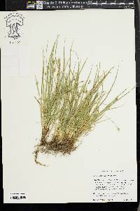 Carex willdenowii image