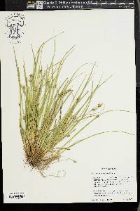 Carex willdenowii image