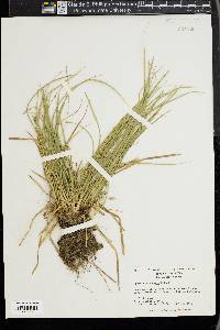 Carex willdenowii image