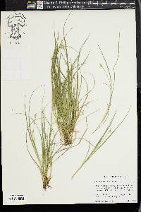 Carex willdenowii image