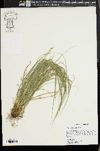 Carex willdenowii image