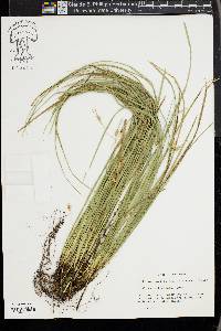 Carex willdenowii image