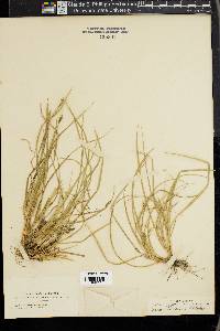 Carex willdenowii image