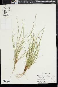 Carex willdenowii image