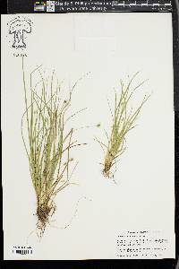 Carex willdenowii image