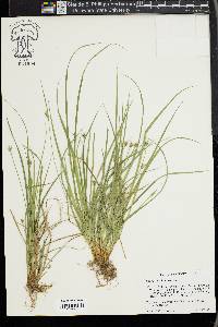 Carex willdenowii image