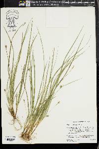 Carex willdenowii image