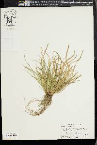 Carex willdenowii image