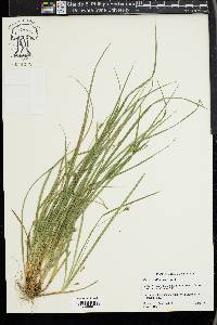 Carex willdenowii image