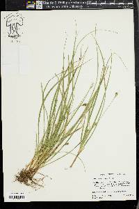 Carex willdenowii image