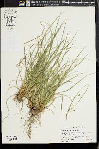 Carex willdenowii image