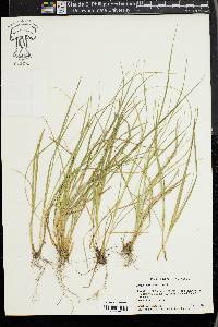 Carex willdenowii image