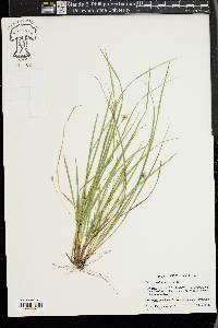 Carex willdenowii image