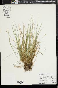 Carex willdenowii image