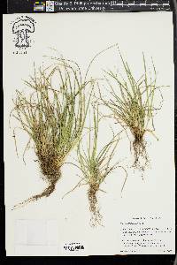 Carex willdenowii image