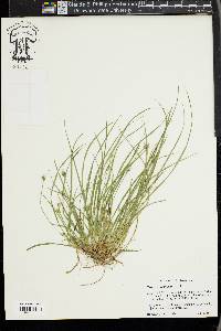 Carex willdenowii image