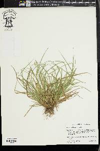 Carex willdenowii image