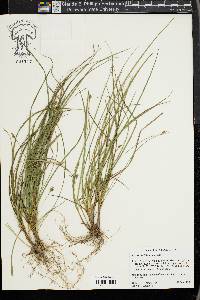 Carex willdenowii image