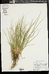 Carex willdenowii image