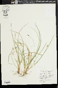 Carex willdenowii image