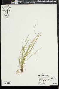 Carex willdenowii image