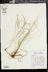 Carex woodii image