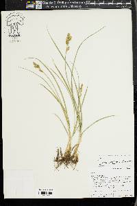 Carex wootonii image