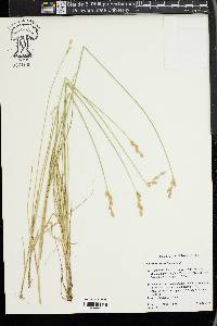 Carex xerantica image