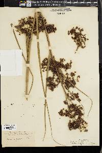 Cladium jamaicense image
