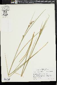 Cladium mariscoides image