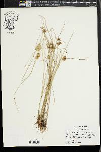 Cyperus acuminatus image